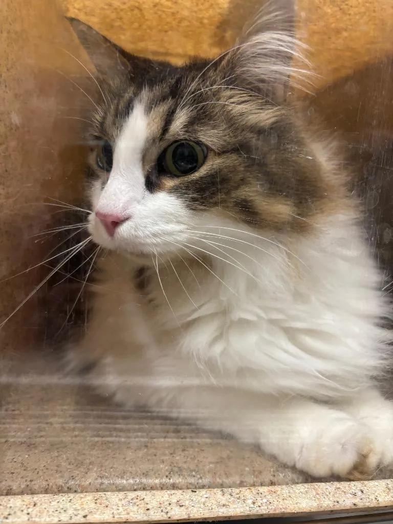 An adult medium-sized female Domestic Medium Hair cat named Delilah for adoption in Douglasville, GA
