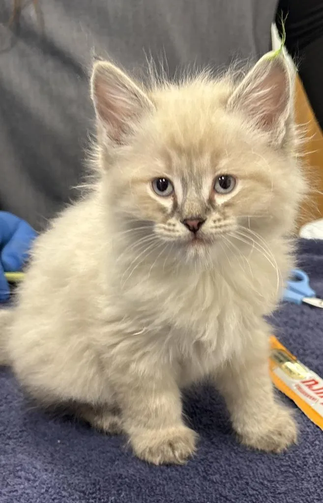 A baby small-sized male Domestic Long Hair cat named Verbena for adoption in Saint Paul, MN
