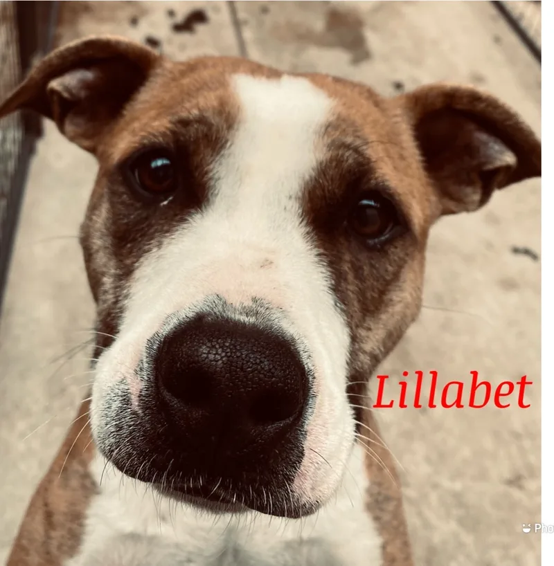 An adult medium-sized female Brown / Chocolate Mixed Breed dog named Lillibet for adoption in Canyon, TX