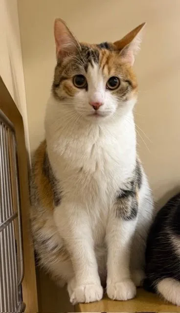 A young small-sized female Domestic Short Hair cat named Sophie for adoption in Camarillo, CA