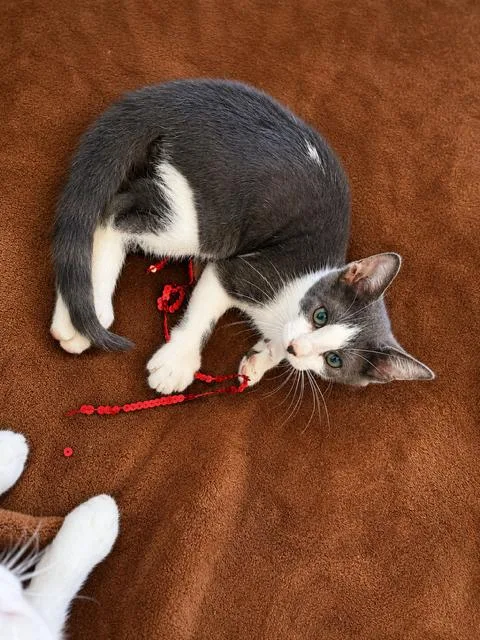 A young medium-sized male Gray & White Domestic Short Hair cat named Beamer for adoption in Houston, TX