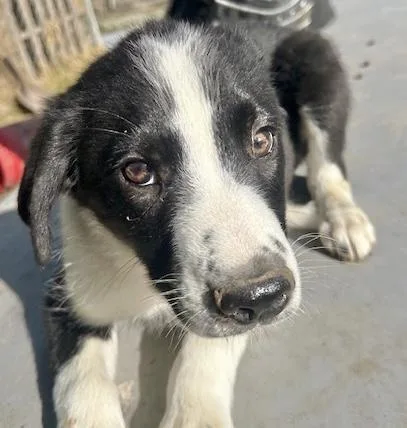 A baby medium-sized male Border Collie dog named Skipper for adoption in Manchester, CT