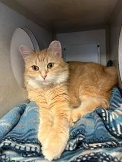 An adult medium-sized female Domestic Medium Hair cat named Marigold for adoption in Mason City, IA