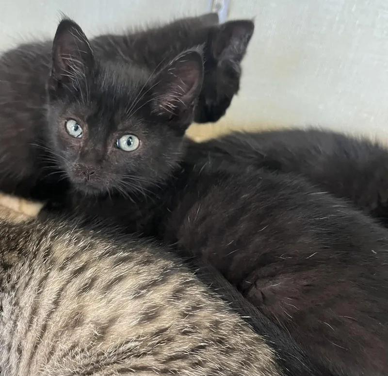 A baby medium-sized male Black Domestic Short Hair cat named Pepsi for adoption in Seville, OH