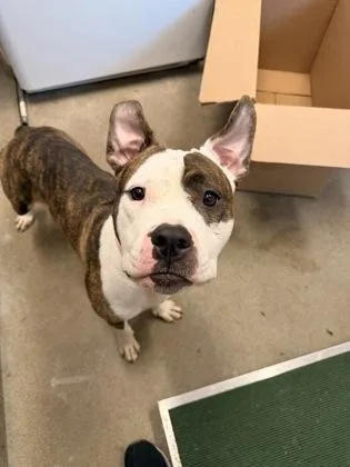 A young medium-sized female Brown / Chocolate Pit Bull Terrier dog named Verity for adoption in Cleveland, OH