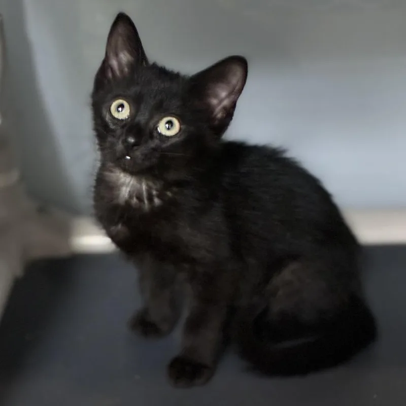 A baby small-sized female Black Domestic Short Hair cat named Fudge for adoption in South Elgin, IL