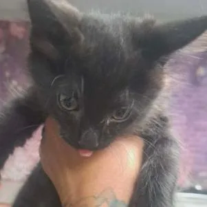A baby small-sized male Black Domestic Medium Hair cat named Griffin for adoption in Fort Collins, CO