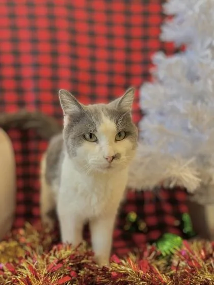 Jesse Mccartney thumbnail 2