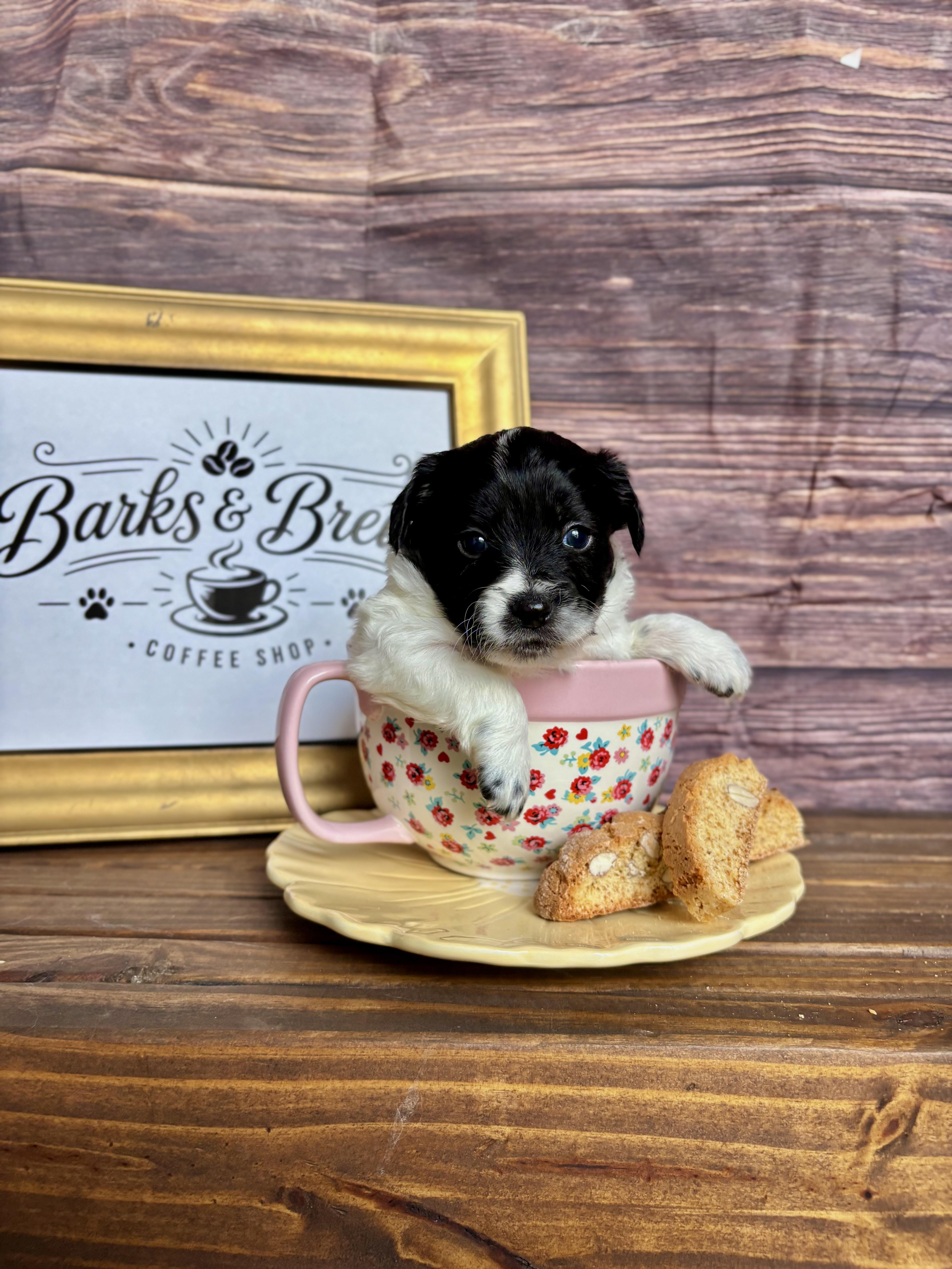Latte  Coffee Litter thumbnail 4