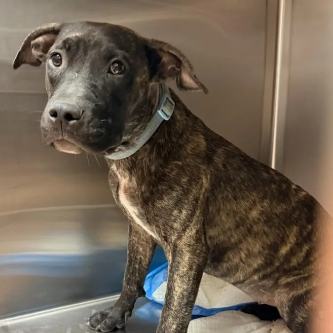 A baby medium-sized female Brown / Chocolate Mixed Breed dog named Barry for adoption in Columbus, GA