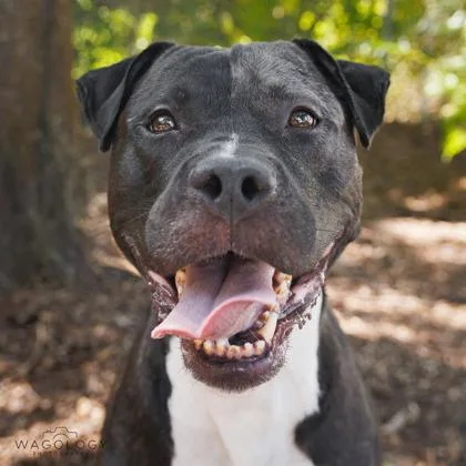 An adult large-sized male Mixed Breed dog named Neko for adoption in Largo, FL