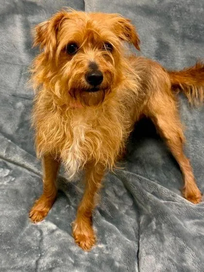 An adult small-sized female Mixed Breed dog named Roxy Ciabatta for adoption in West Chester, PA
