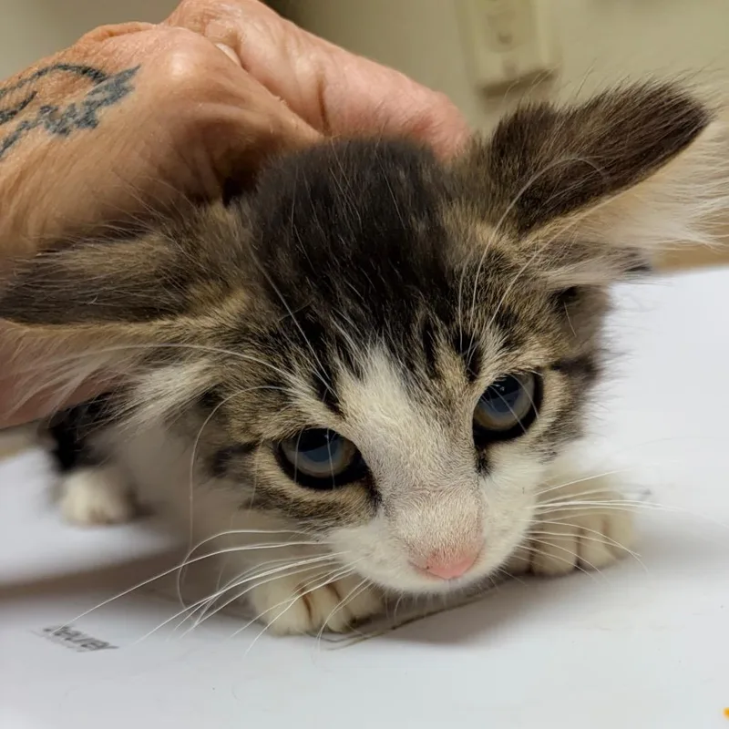 A baby small-sized female Tortoiseshell Domestic Short Hair cat named Puya for adoption in Palestine, TX