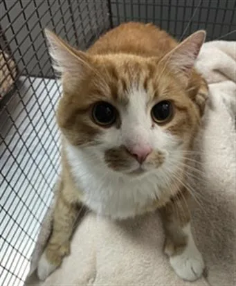 An adult large-sized male Domestic Short Hair cat named Citrus for adoption in Redlands, CA