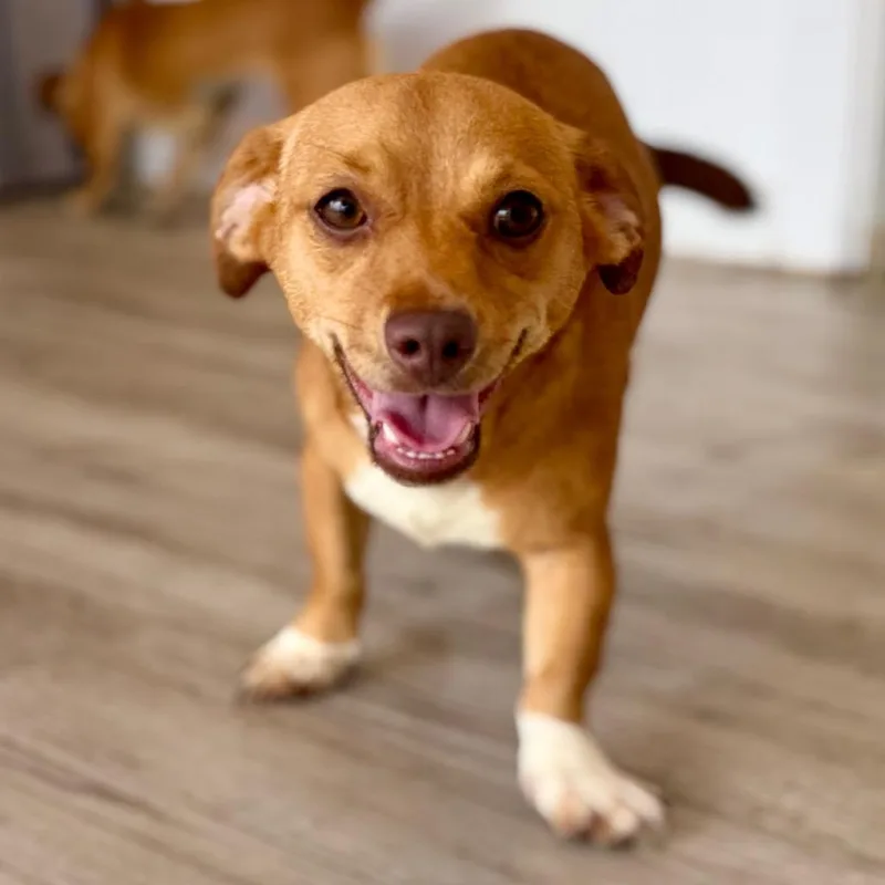 A young small-sized female Yellow / Tan / Blond / Fawn Chihuahua dog named Coco for adoption in Green Bay, WI