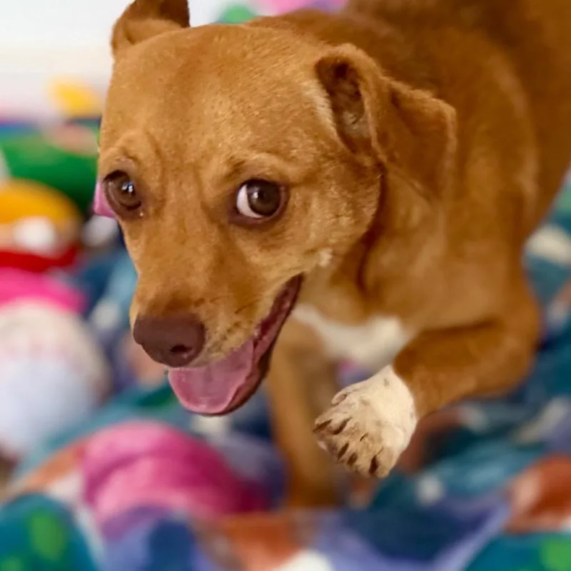 Coco thumbnail 2