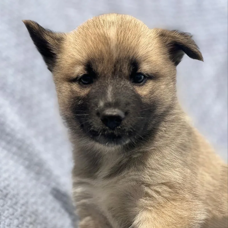 A baby large-sized female Shepherd dog named Marshmallow Pup  Ambrosia for adoption in San Diego, CA