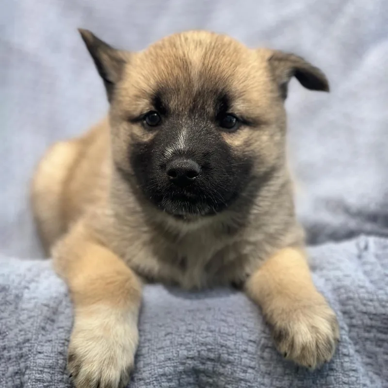 Marshmallow Pup  Ambrosia thumbnail 2