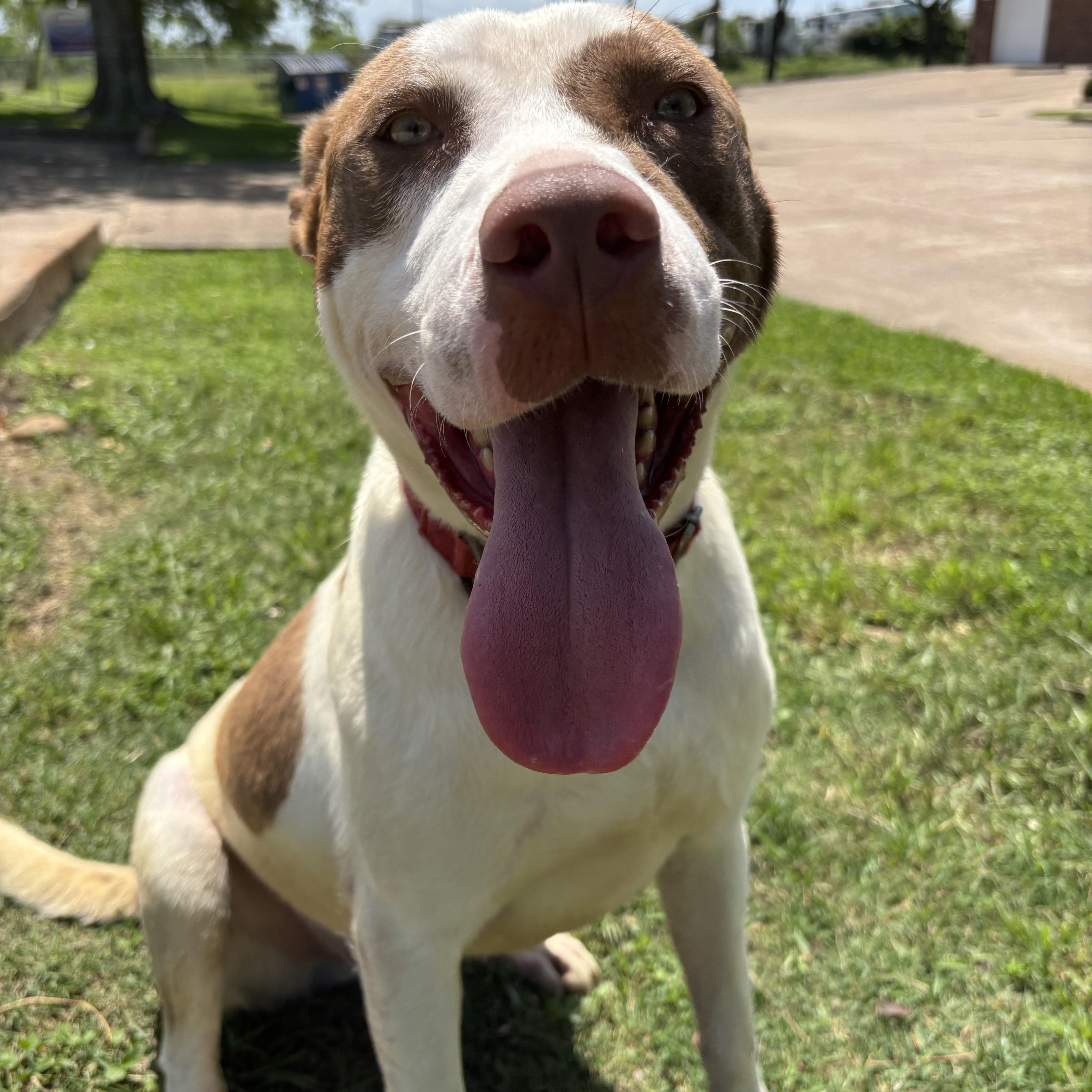 A young medium-sized male American Staffordshire Terrier dog named Aries for adoption in Pearland, TX
