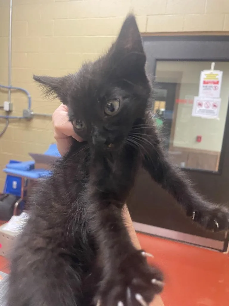 A baby small-sized male Domestic Short Hair cat named Dexter for adoption in Douglasville, GA