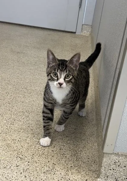 An adult medium-sized male Domestic Short Hair cat named Mike for adoption in Lafayette, IN