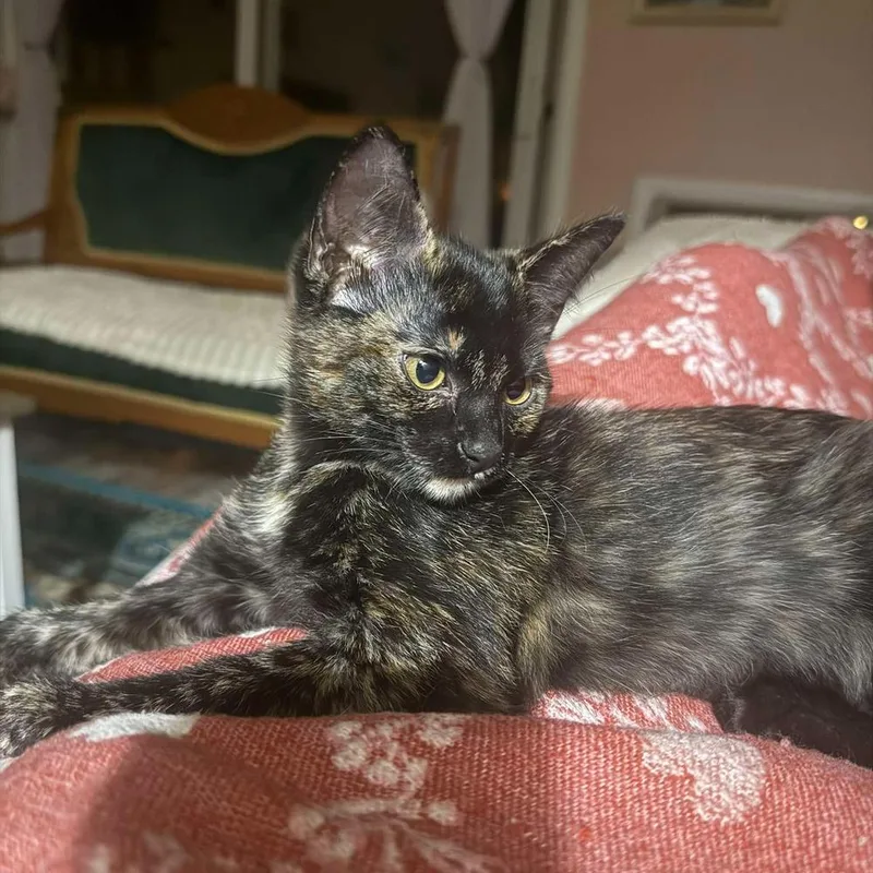 A baby small-sized female Domestic Short Hair cat named Karen for adoption in Chicago, IL
