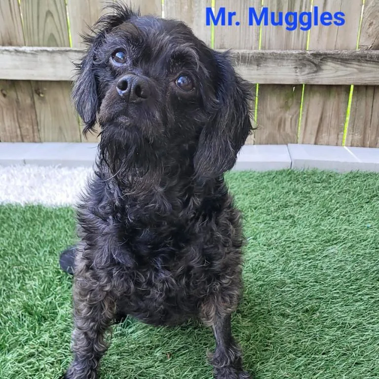 A senior small-sized male Chesapeake Bay Retriever dog named Mr. Muggles for adoption in Madrid, IA