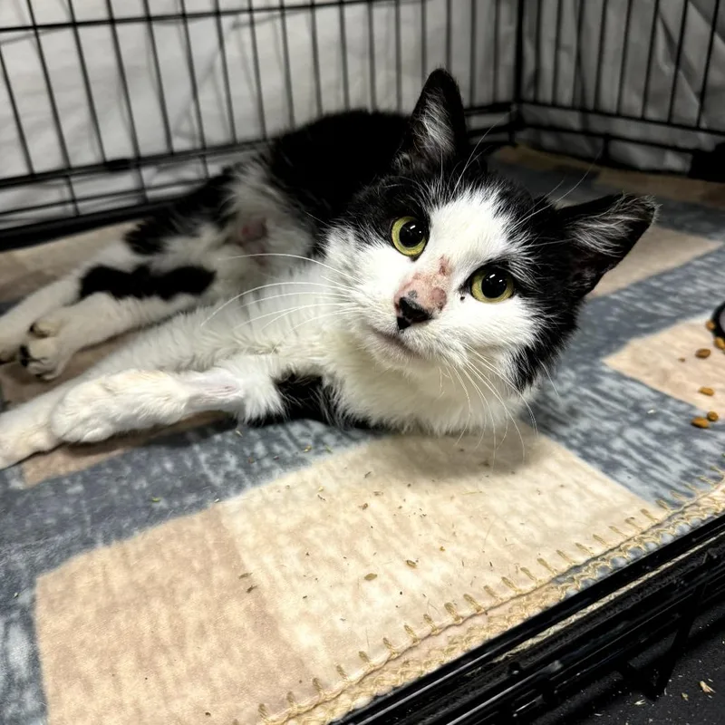 A young medium-sized female White Domestic Medium Hair cat named Wendy for adoption in Novelty, OH