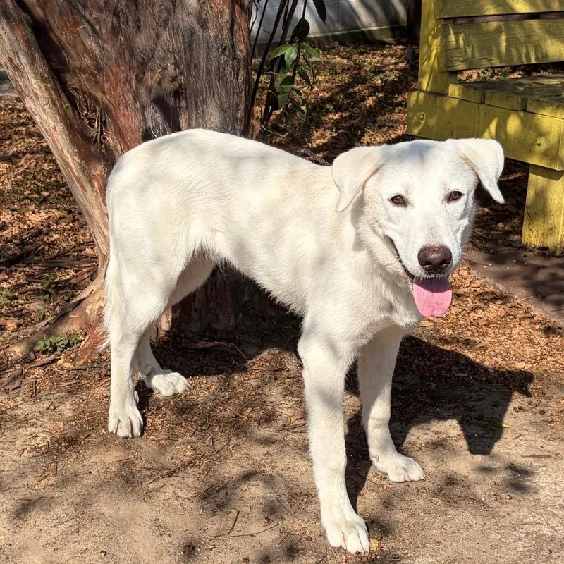 A young large-sized male White / Cream Anatolian Shepherd dog named Nicol for adoption in Bastrop, TX