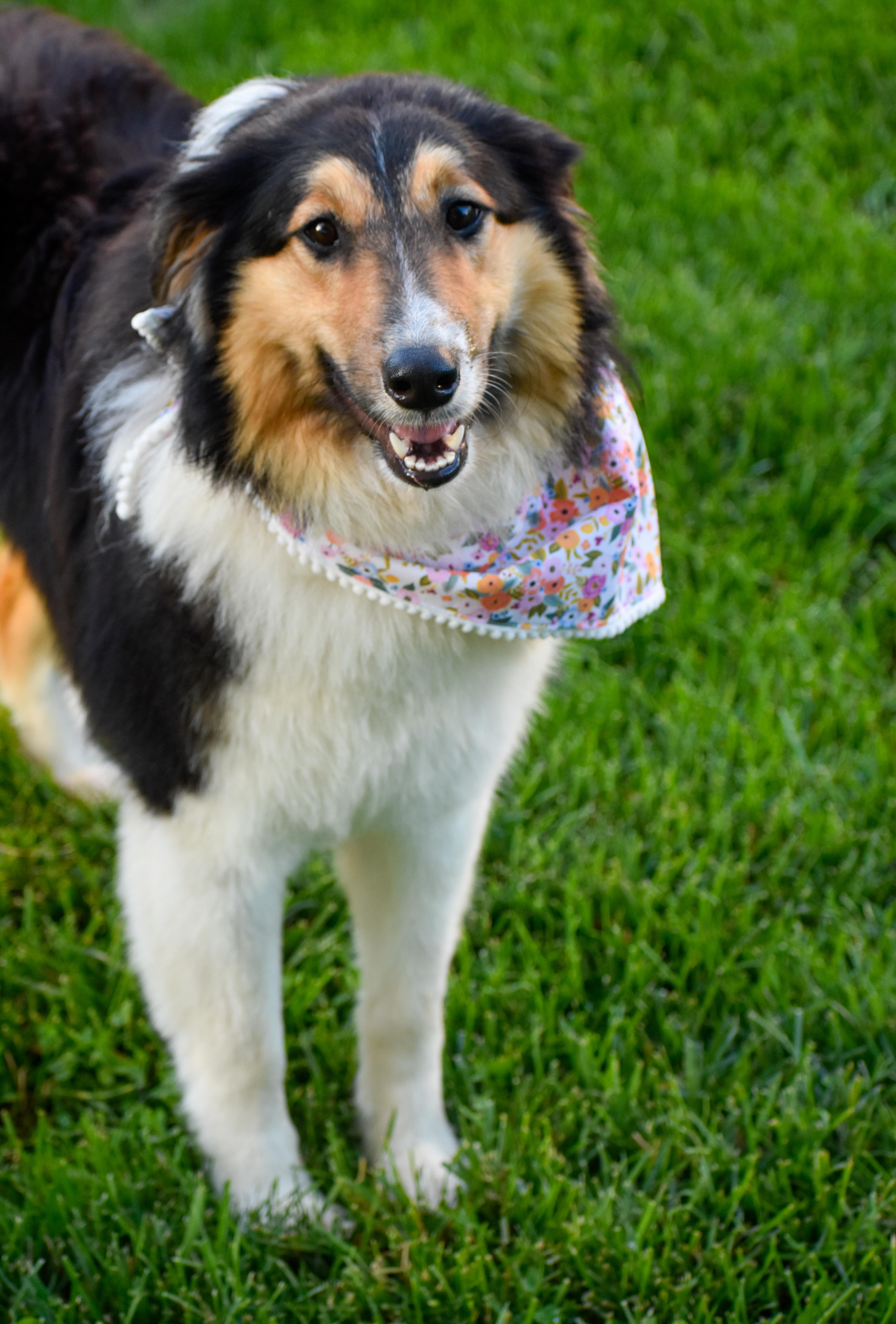 A young medium-sized female Tricolor (Brown, Black, & White) Rough Collie dog named Jerri for adoption in Indianapolis, IN