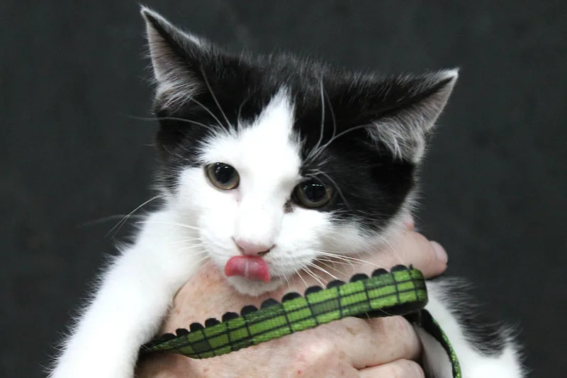 Livingston thumbnail 2