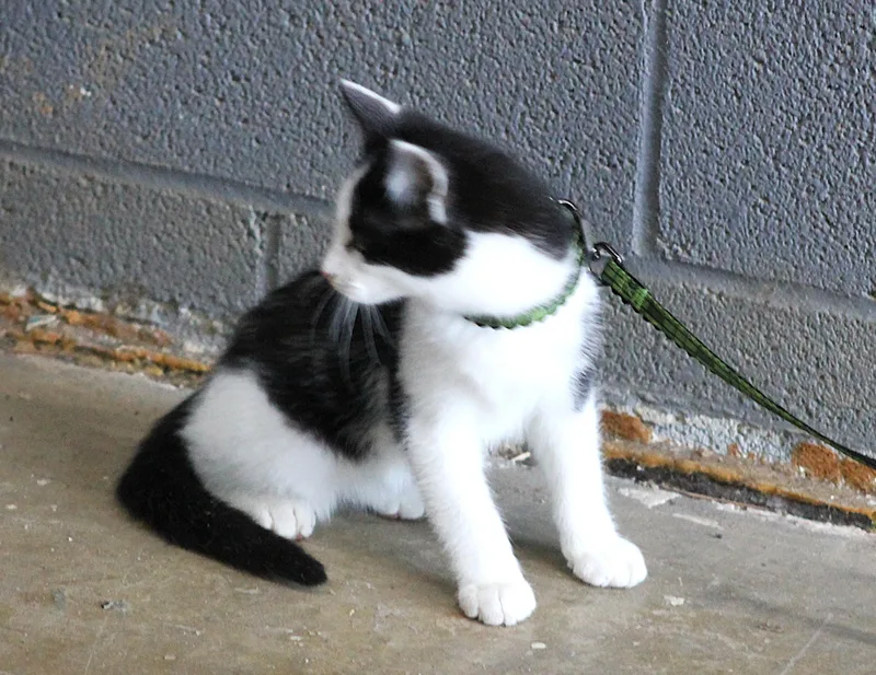 Livingston thumbnail 3