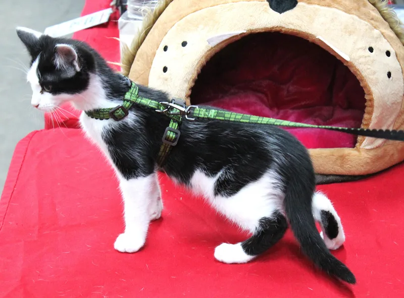 Livingston thumbnail 4