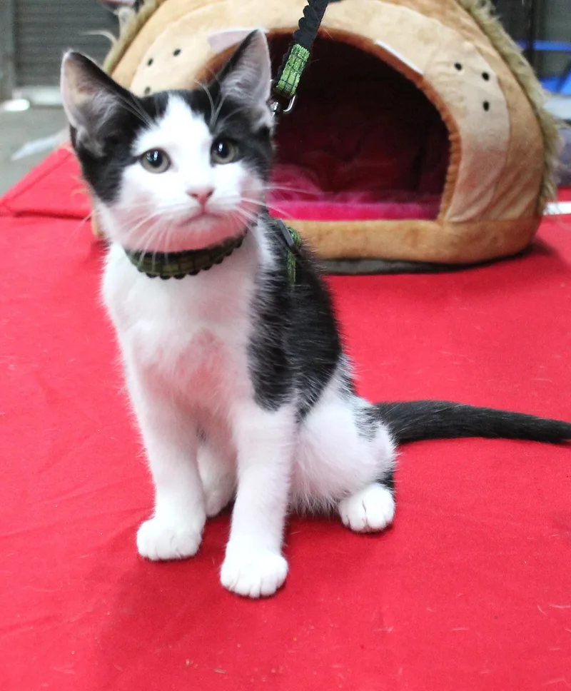 Livingston thumbnail 5