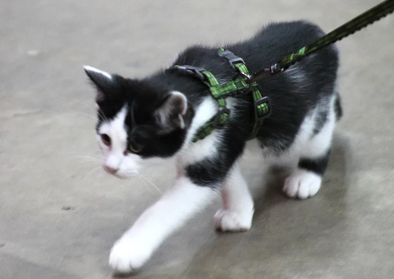 Livingston thumbnail 6