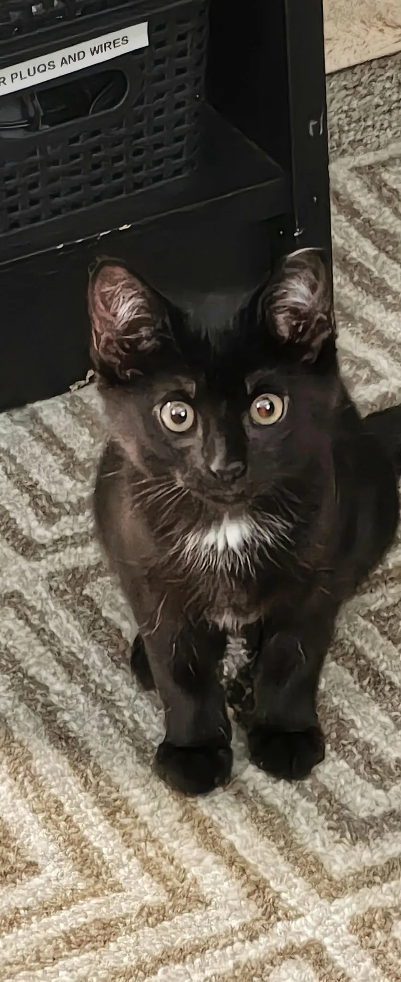 Meeko