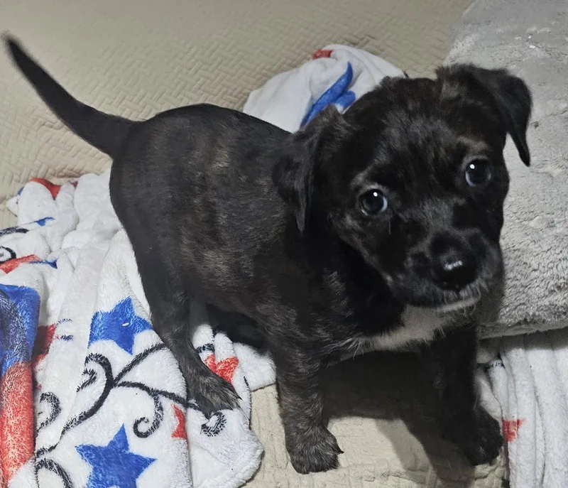 A baby medium-sized female Labrador Retriever dog named Natalie for adoption in Royal Palm Beach, FL