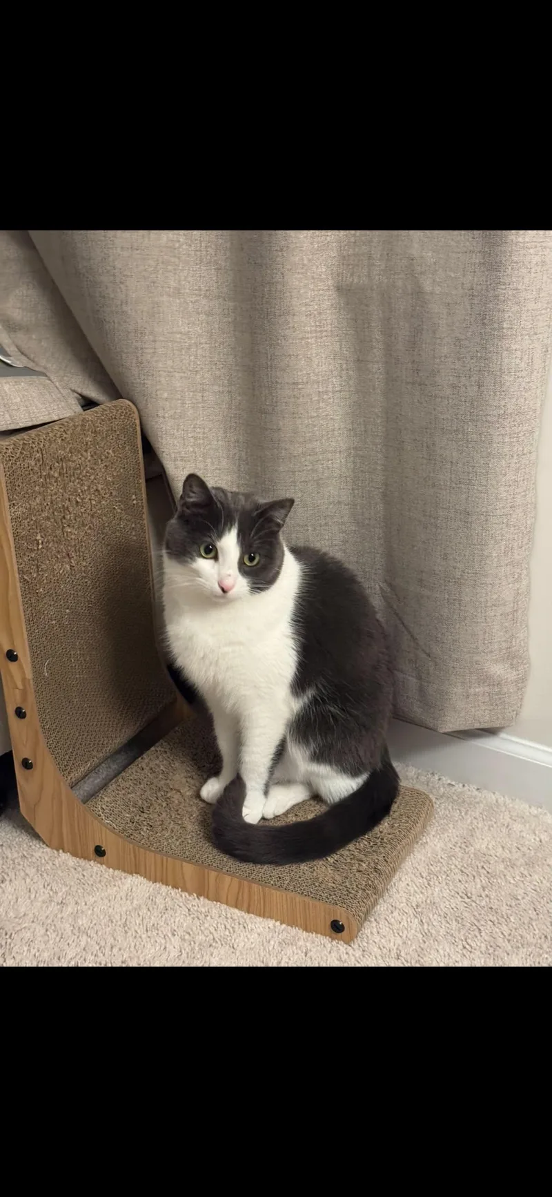 An adult large-sized male Gray & White Domestic Short Hair cat named Edmund for adoption in Thurmont, MD