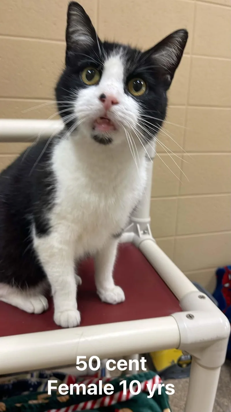 A senior medium-sized female Black & White / Tuxedo Domestic Short Hair cat named Cent for adoption in Fort Payne, AL