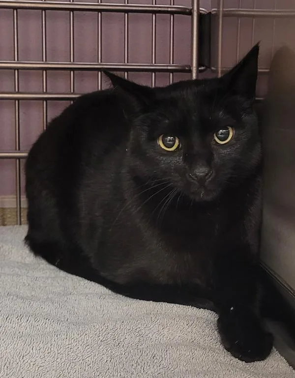 An adult medium-sized male Domestic Short Hair cat named Kanto for adoption in Vancouver, WA
