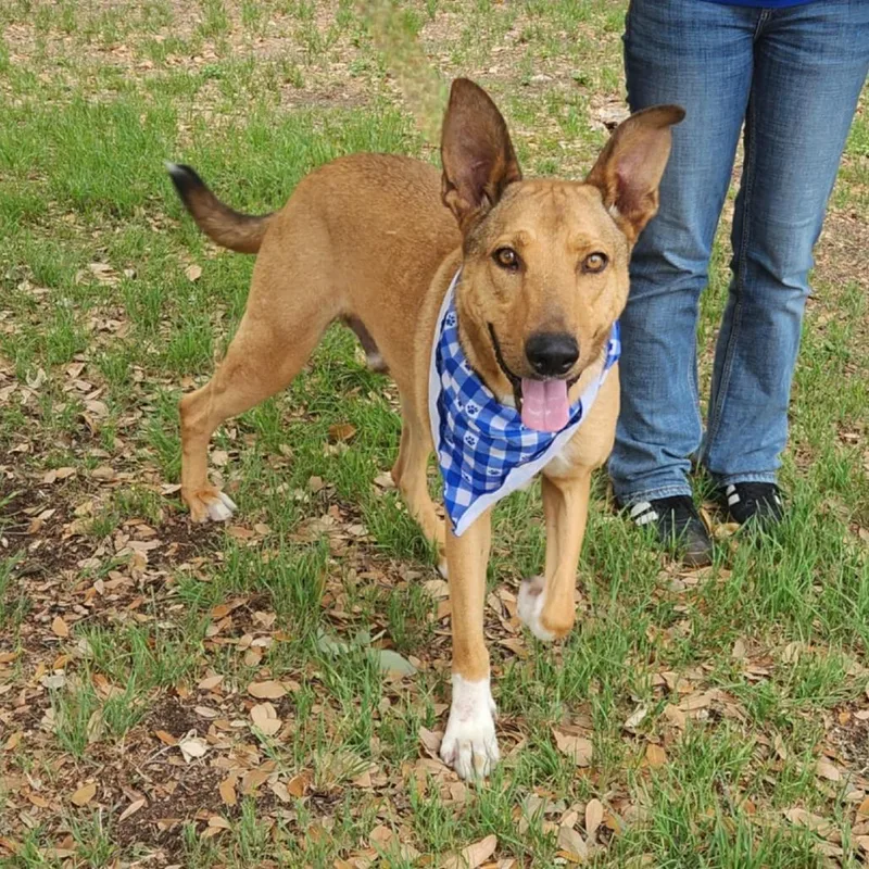 An adult large-sized male Yellow / Tan / Blond / Fawn German Shepherd Dog dog named Aries JuM for adoption in Austin, TX
