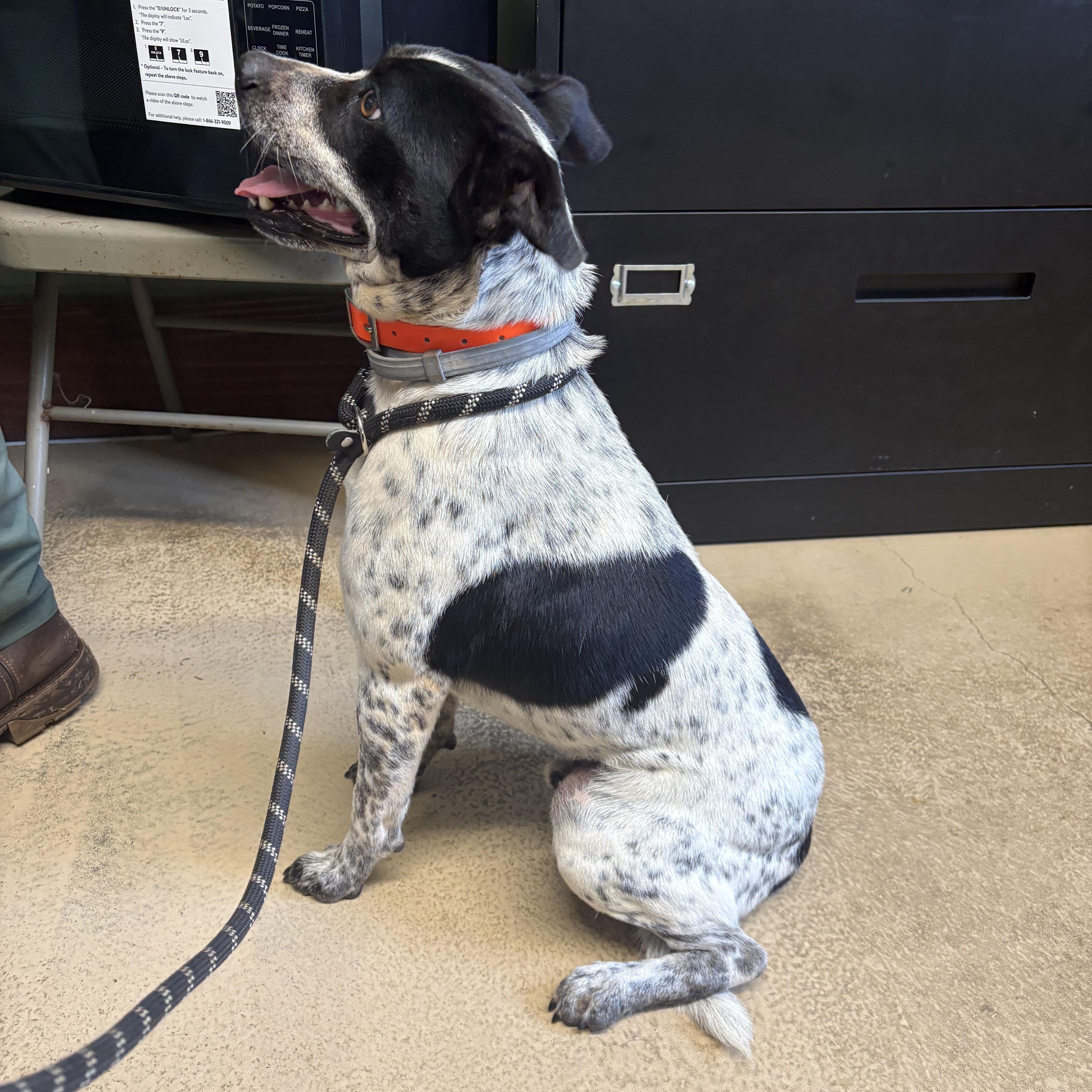 A young medium-sized male Black Feist dog named Lucky for adoption in Monticello, GA