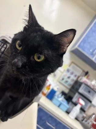 A young medium-sized male Black Domestic Short Hair cat named A Cappella for adoption in Charleston, SC