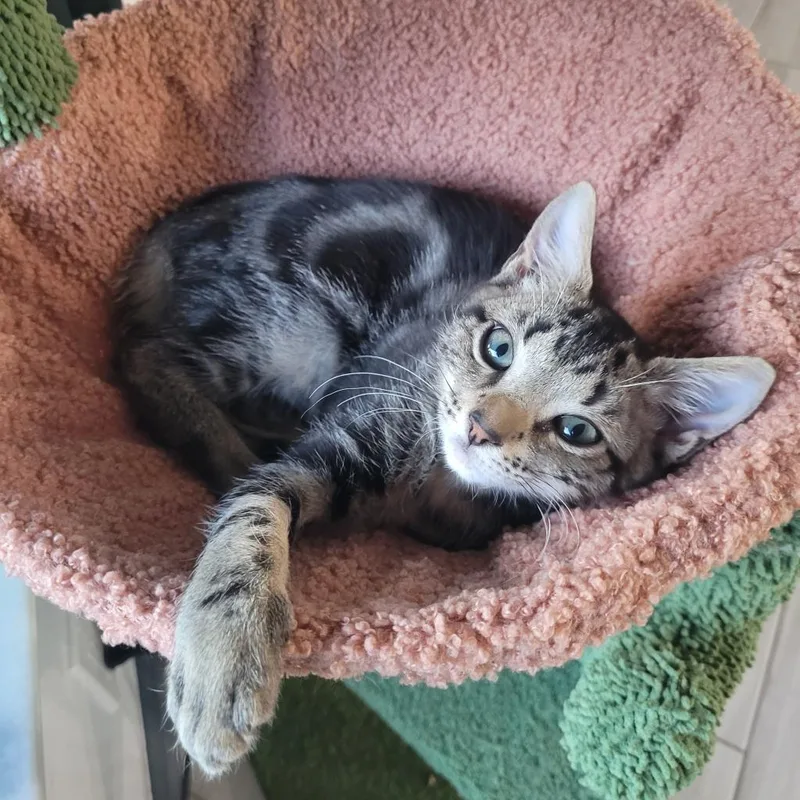 An adult medium-sized male Black Domestic Medium Hair cat named Sage for adoption in West Palm Beach, FL