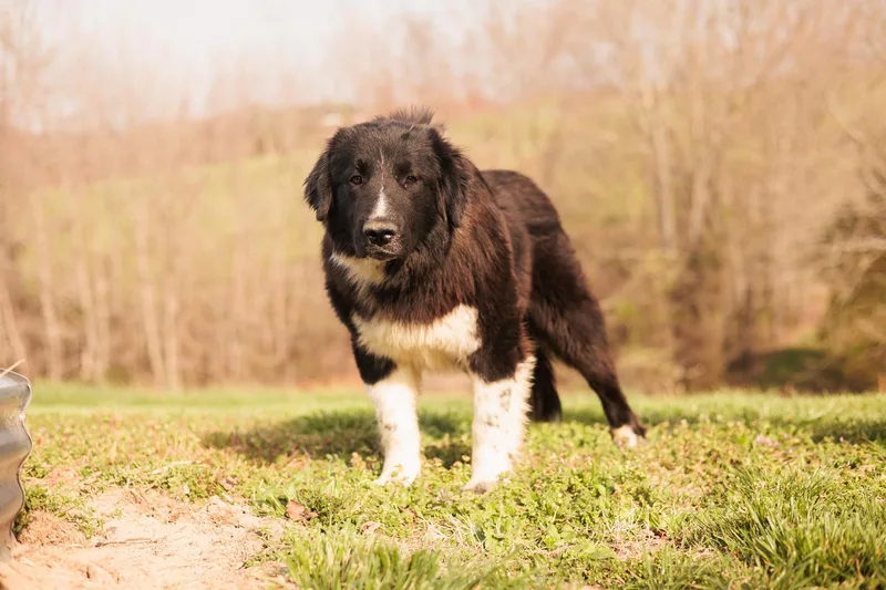 Izaiahnewfy Mix Transport thumbnail 3