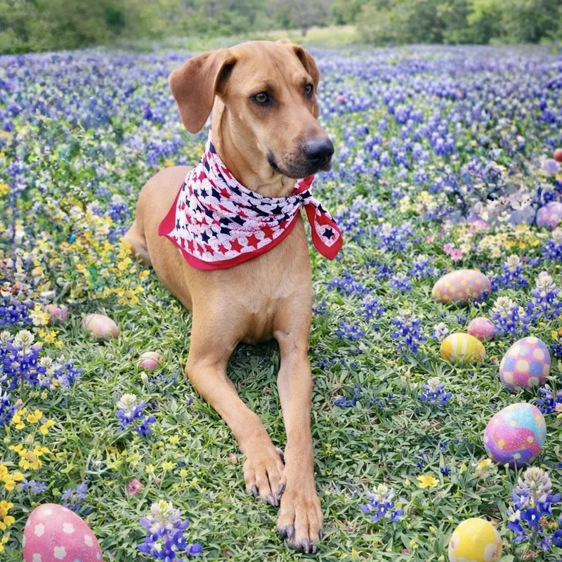 Ellie Mae thumbnail 3