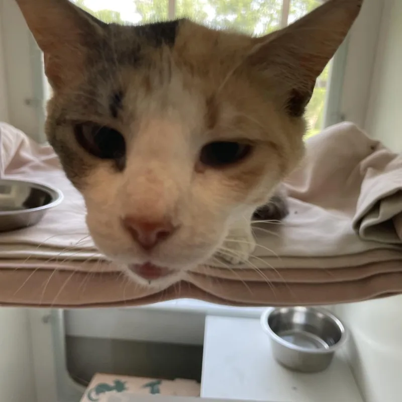 An adult medium-sized female Calico Domestic Short Hair cat named Lemonade for adoption in Saint Charles, MO