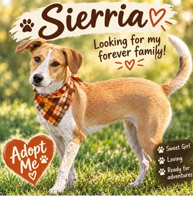 A young medium-sized female Australian Cattle Dog / Blue Heeler dog named Sierra A Lovebug! for adoption in Green Ridge, MO