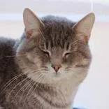 An adult medium-sized male Gray & White Domestic Short Hair cat named Zeus for adoption in Hilliard, OH