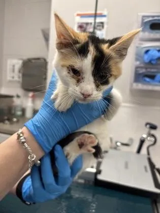 A baby small-sized female Domestic Short Hair cat named Birdie for adoption in Gastonia, NC